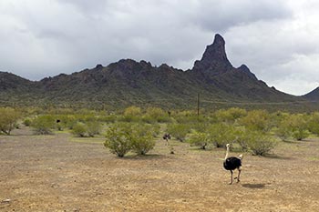 Glendale AZ - Auto Glass Repair Shop