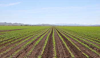 Goodyear AZ - Auto Glass Repair Shop