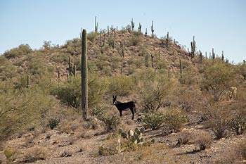 Maricopa AZ - Auto Glass Repair Shop