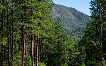 Payson AZ - Auto Glass Repair Shop