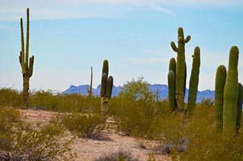 Queen Creek AZ - Auto Glass Repair Shop